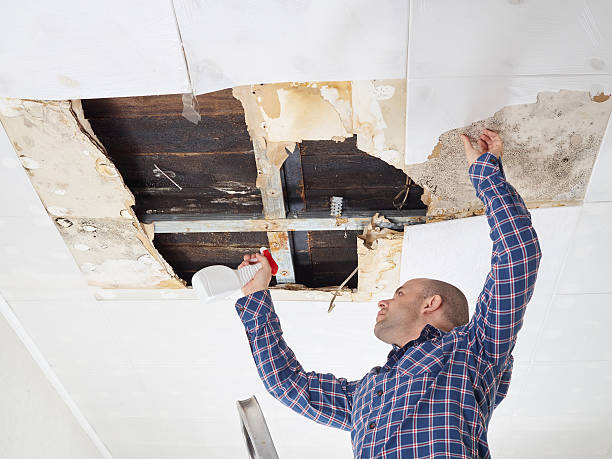 Why You Should Choose Our Mold Remediation Services in Wright, FL